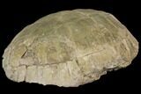 Fossil Tortoise (Stylemys) - Wyoming #143834-5